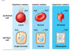 Physio II Body Fluid Balance Flashcards Quizlet