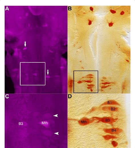 The Intbcip Chromogenic In Situ Hybridization Method Is More Sensitive