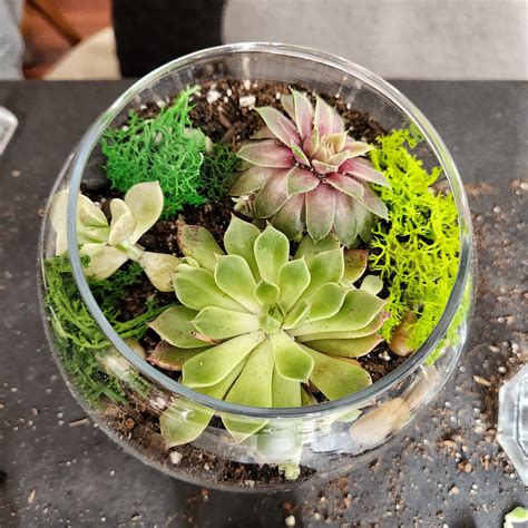 Succulent Terrarium Workshops Ten Stems Nyc