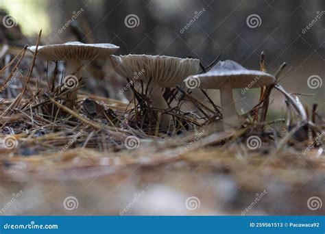 Lamellar Mushrooms Closeup View From Below Autumn Mushrooms In The