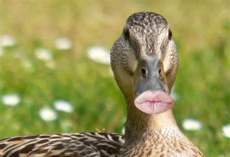 10 Ducks With Human Lips Duck Pictures Funny Duck Duck Face