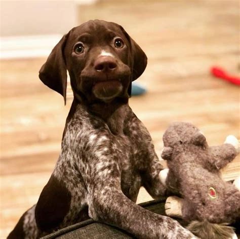German Shorthair Dog Sitting On Wooden Floor