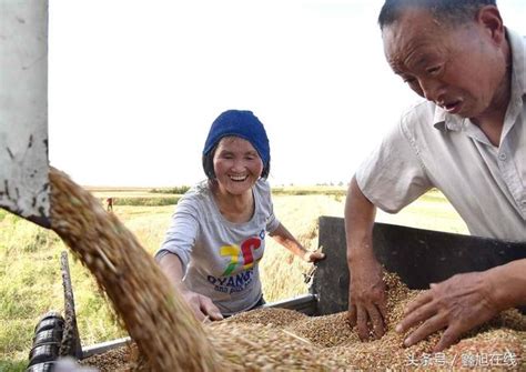 宜陽：60萬畝小麥開鐮收割 每日頭條