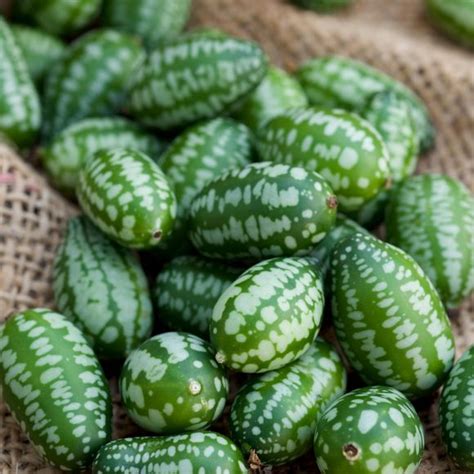 Cucamelon Gastro Obscura