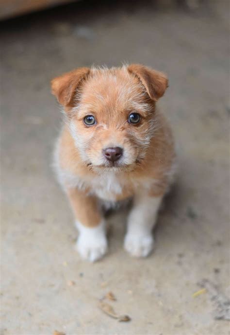 Save Our Paws: A Journey of Rescuing Sick Animals - 4TinyHands