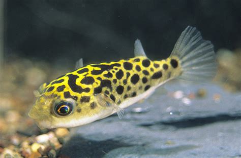 Beautiful Leopard Puffer Sale Goodjoseph LIVE Fish Store