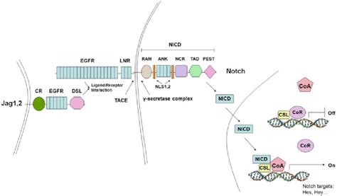 Notch Pathway Components And Notch Signaling Activation In Humans