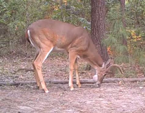 5 Strange Parasites That Infect Deer | OutdoorHub