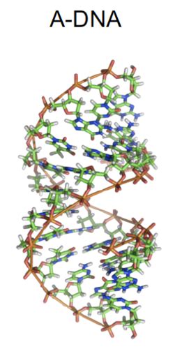 Lecture 1 Structure Of Nucleic Acids Flashcards Quizlet