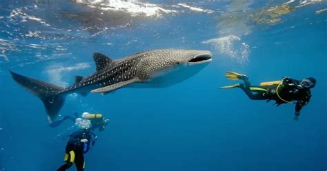 Swim With Whale Sharks In Oslob In Cebu Cebu Paradise