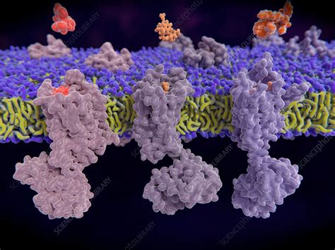 Opioid receptors, illustration - Stock Image - F021/0275 - Science Photo Library