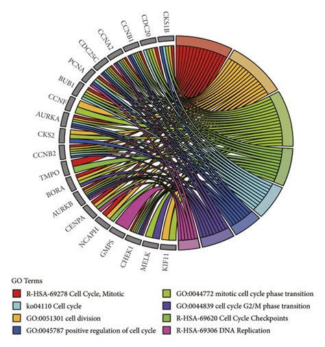 Cdk Related Gene Enrichment Analysis A Ppi Network Analysis Of