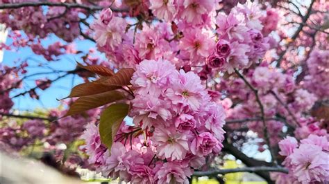 Double Flowered Japanese Cherry Blossom Yaezakura Victoria BC YouTube