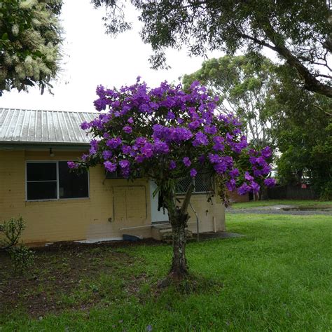 Tibouchina Lepidota Cv Alstonville In Byron Bay Tanetahi Flickr