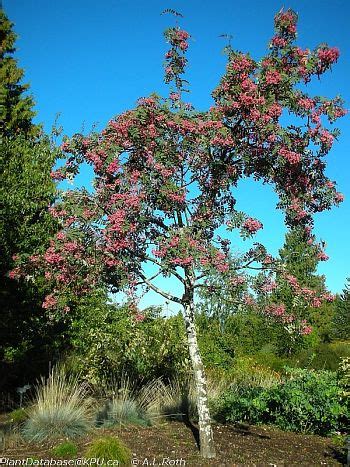 Pink Pagoda Mountain Ash KPU Plant DB