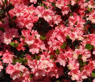 Rhododendron Blaauw S Pink Gable Hybrid Azalea From Pleasant Run Nursery