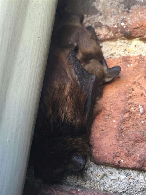 Bat Eradication Services that won't harm Bats - Barnes Wildlife Control