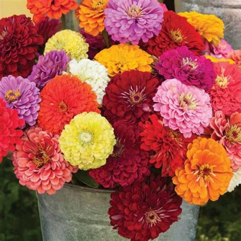 Zinnia Seeds Archives Welldales