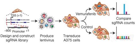 读一文掌握lncrna研究套路 丁香实验