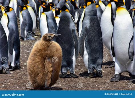 Fluffy Penguin Chick In A Colony Of King Penguins Stock Photo Image