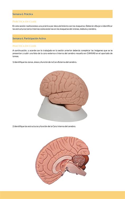 Cuaderno de prácticas Bases Biológicas del Comportamiento 11 12