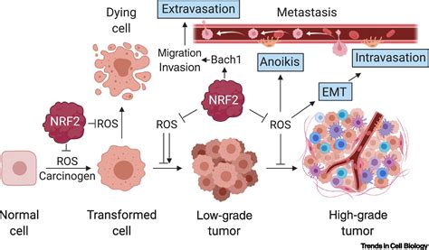 The Complex Interplay Between Antioxidants And ROS In Cancer Trends In