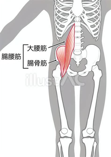 大腰筋・腸骨筋・腸腰筋イラスト No 23186764／無料イラスト フリー素材なら「イラストac」