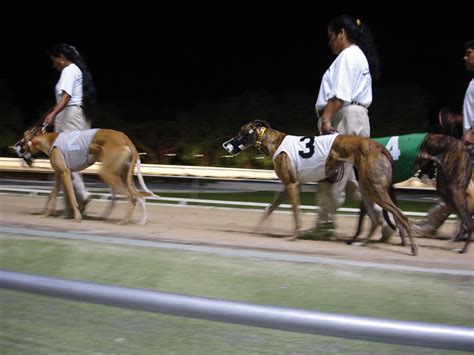 Dog racing | Greyhound racing, betting, tracks | Britannica