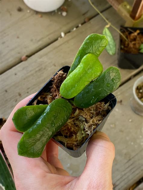 Hoya Rotundiflora Blossm