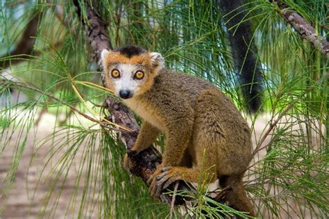 15 Incredible Wildlife And Lemurs Of Madagascar