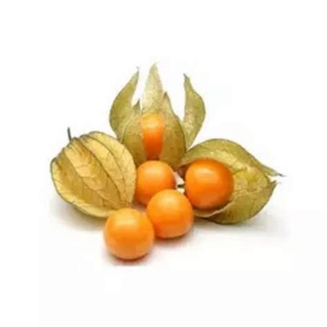 Sd Gooseberry Extract 25 Kg At Rs 1800kg In Pune Id 27605752355