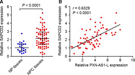 The Expression Correlation Between Pxn‐as1‐l And Sapcd2 In