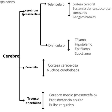 Divisiones Del Sistema Nervioso Central MEDICLUB UDocz