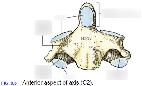 Anterior View Of Axis C2 Diagram Quizlet