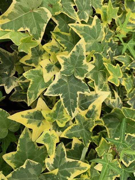 Rudys Greenhouses Gold Child Ivy