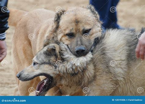 Dog Fight Royalty Free Stock Image - Image: 12019306