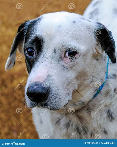Dalmatian Mix Looking stock photo. Image of portrait - 220958430