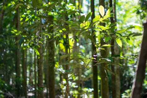 Blurry Forest with Sunlight Stock Photo - Image of color, blurred ...