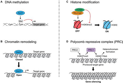 Frontiers New Insights Into The Intricacies Of Proneural Gene