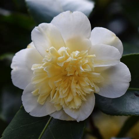 Camellia Jurys Yellow 1 Mj Harbey Flickr