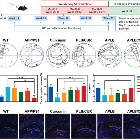 APLB CUR improved memory and reduced Aβ burden in APP PS1 mice a Time