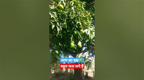 Short आम🥭का वृक्ष🌳mango🥭tree🌳 Youtube