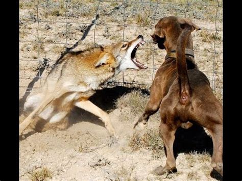 Cane Pitbull Viene Attaccato Da Un Lupo Lupo Attacca Un Cane Cane