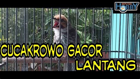 Cucak Rowo Gacor Cucak Rowo Gacor Ropel Suara Lantang Cocok Untuk