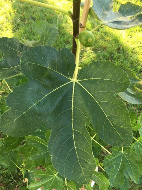 Figbid Online Auctions Of Fig Trees Fig Cuttings And Growing Supplies