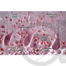 Mammal Cerebellum Sagittal Section 500X Cerebellum Mammals