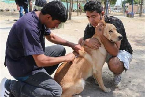 La Libertad el Minsa vacunará gratuitamente a más de 150 mil perros