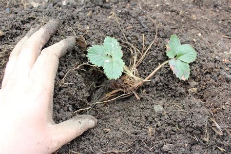 When To Transplant Strawberry Seedlings Chicago Land Gardening