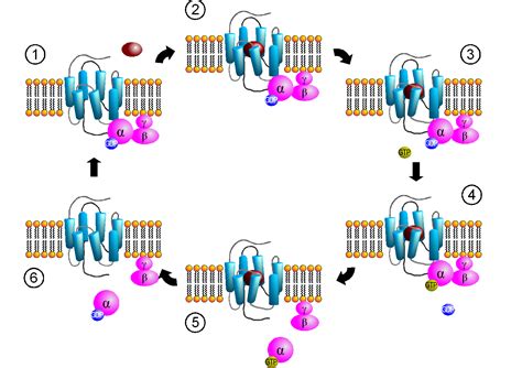 G Protein Signaling Video Tutorial - MADE EASY