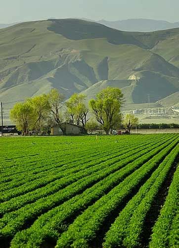 Dandelionsandbubbles The Central Valley A California Landscape